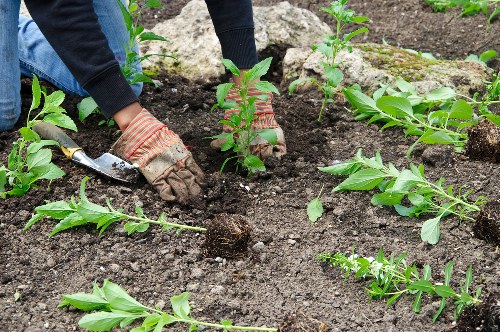 Arborist team reviewing modern slavery controls