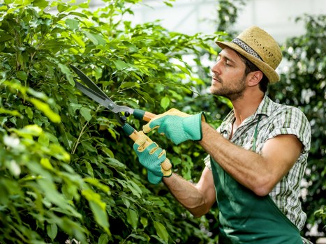 Arborist assessing a tree trunk and crown condition during a local inspection